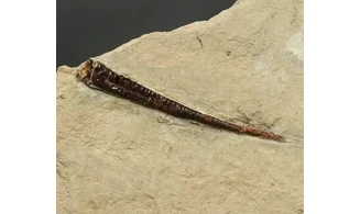 Bochianites neocomiensis