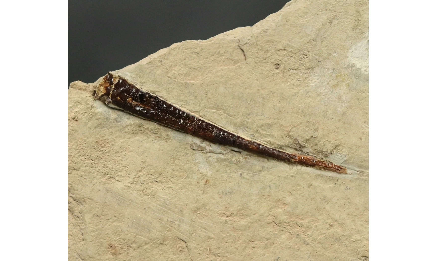 Bochianites neocomiensis