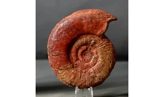 Dumortiera moorei