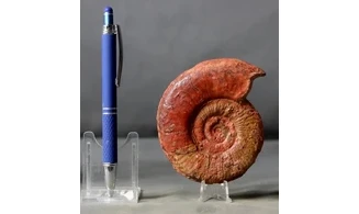 Dumortiera moorei