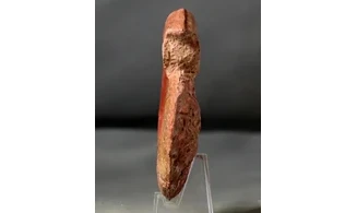 Dumortiera moorei