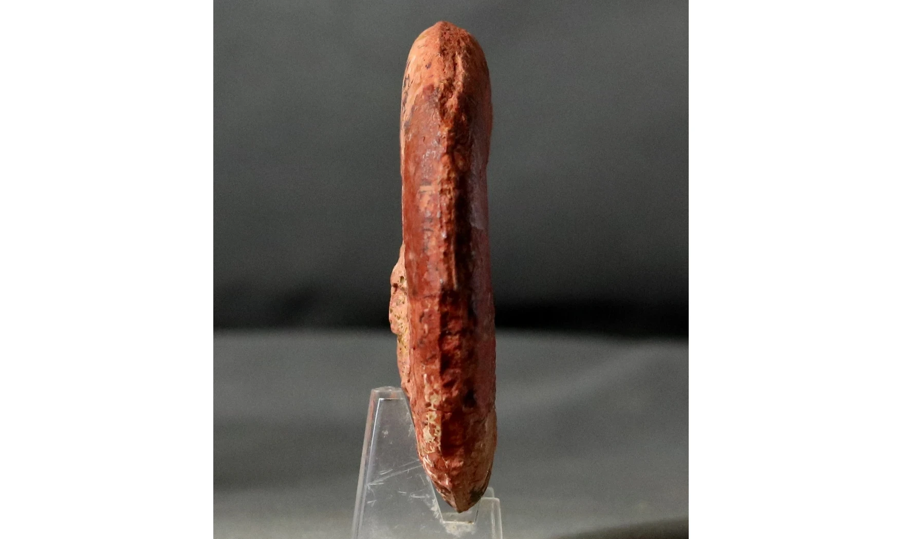 Dumortiera moorei