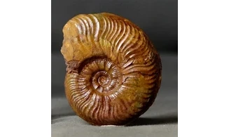 Pleydellia misera