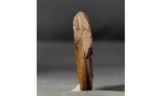 Pleydellia misera