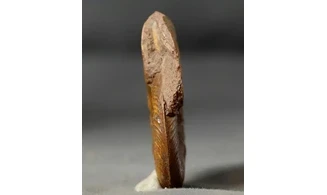 Pleydellia misera