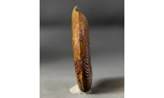 Pleydellia misera