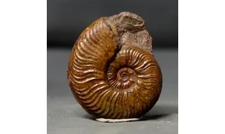 Pleydellia misera