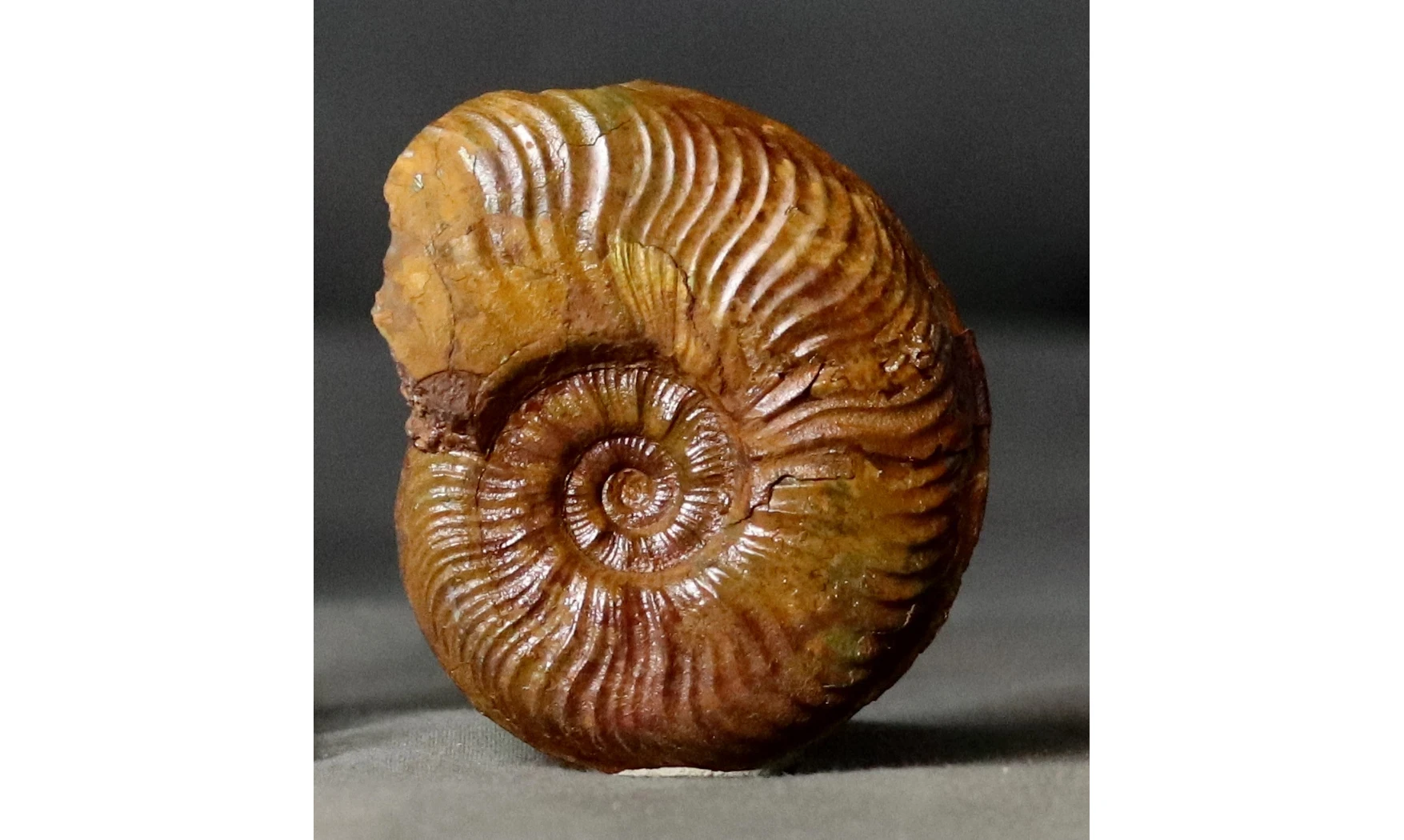 Pleydellia misera