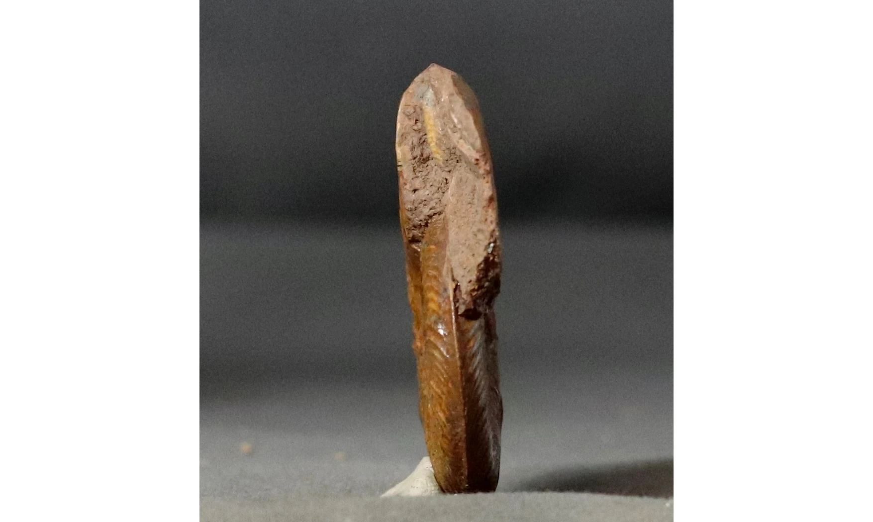 Pleydellia misera