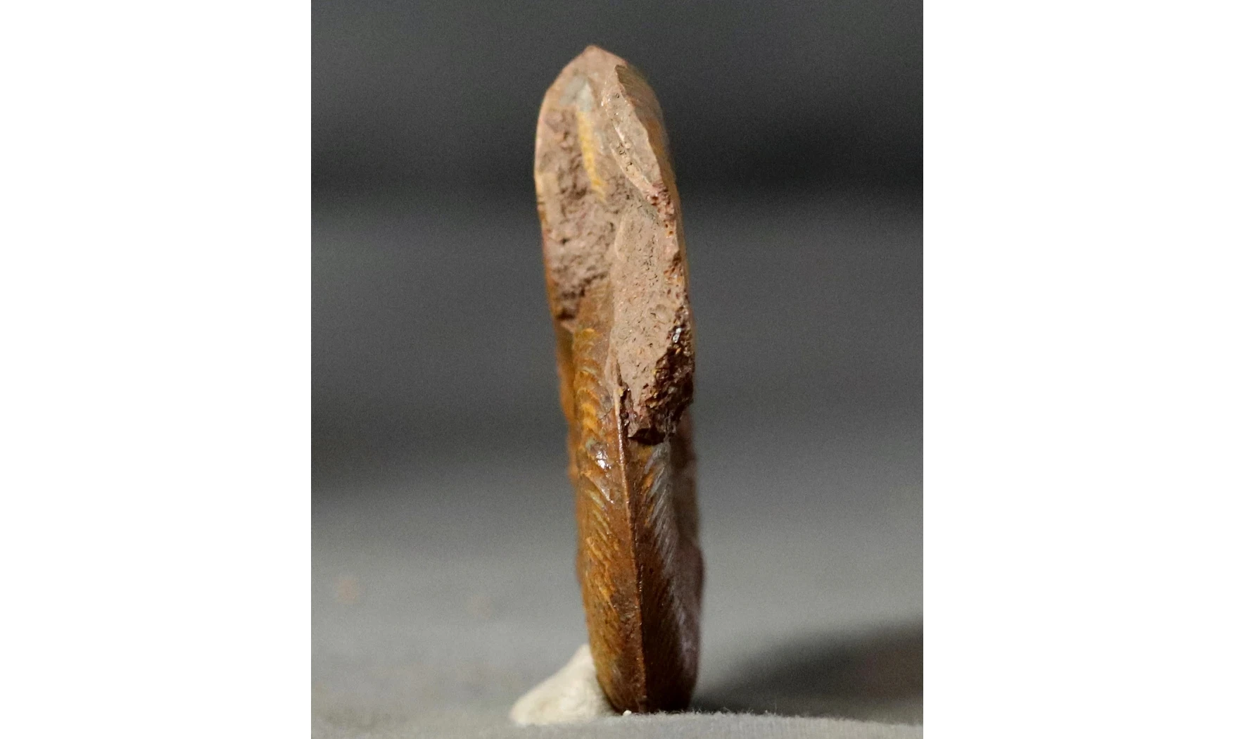 Pleydellia misera