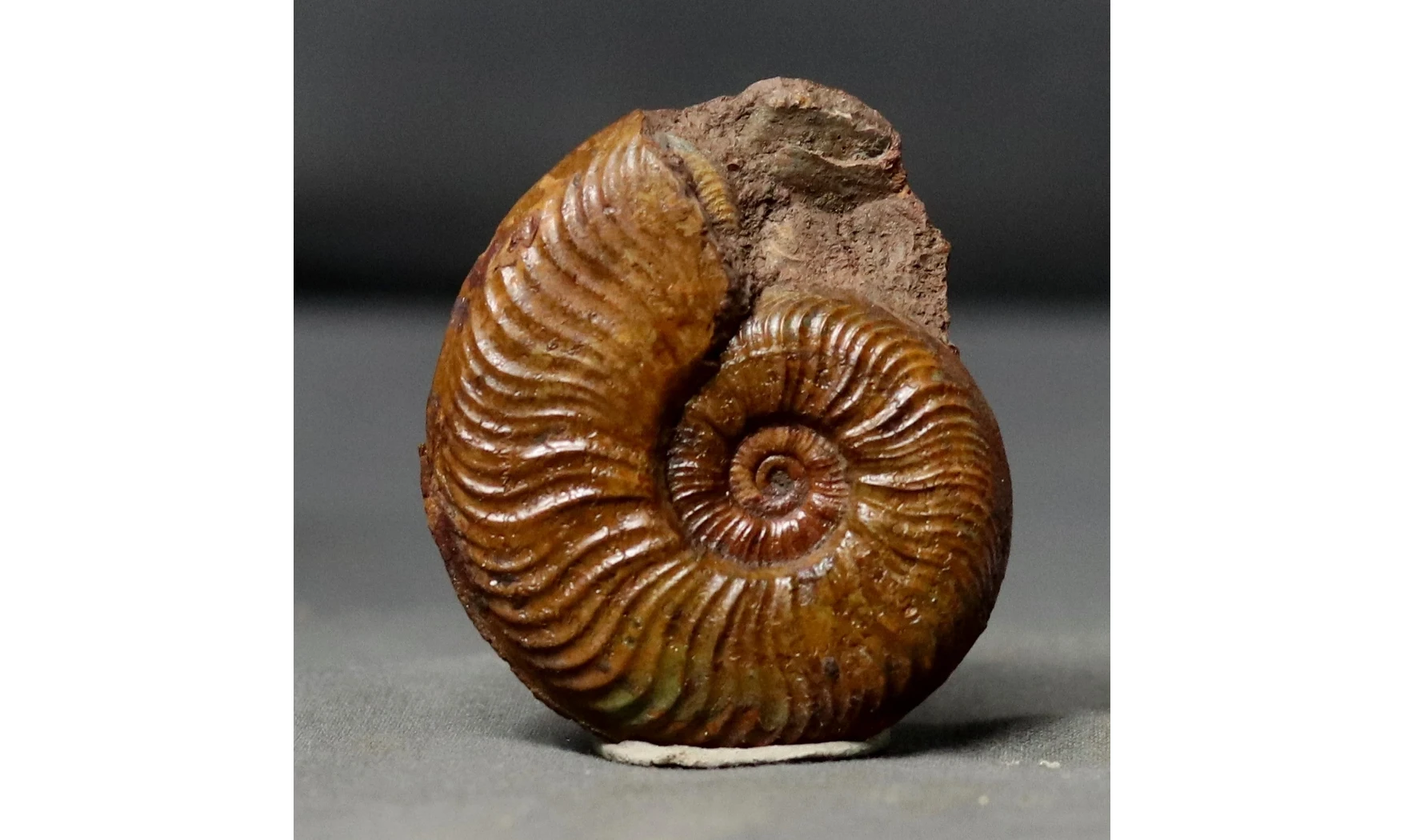 Pleydellia misera