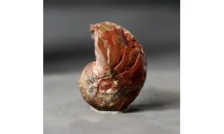 Cenoceras jourdani