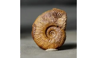 Pleydellia misera
