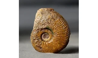 Pleydellia misera