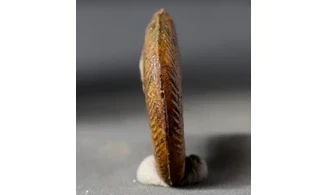 Pleydellia misera