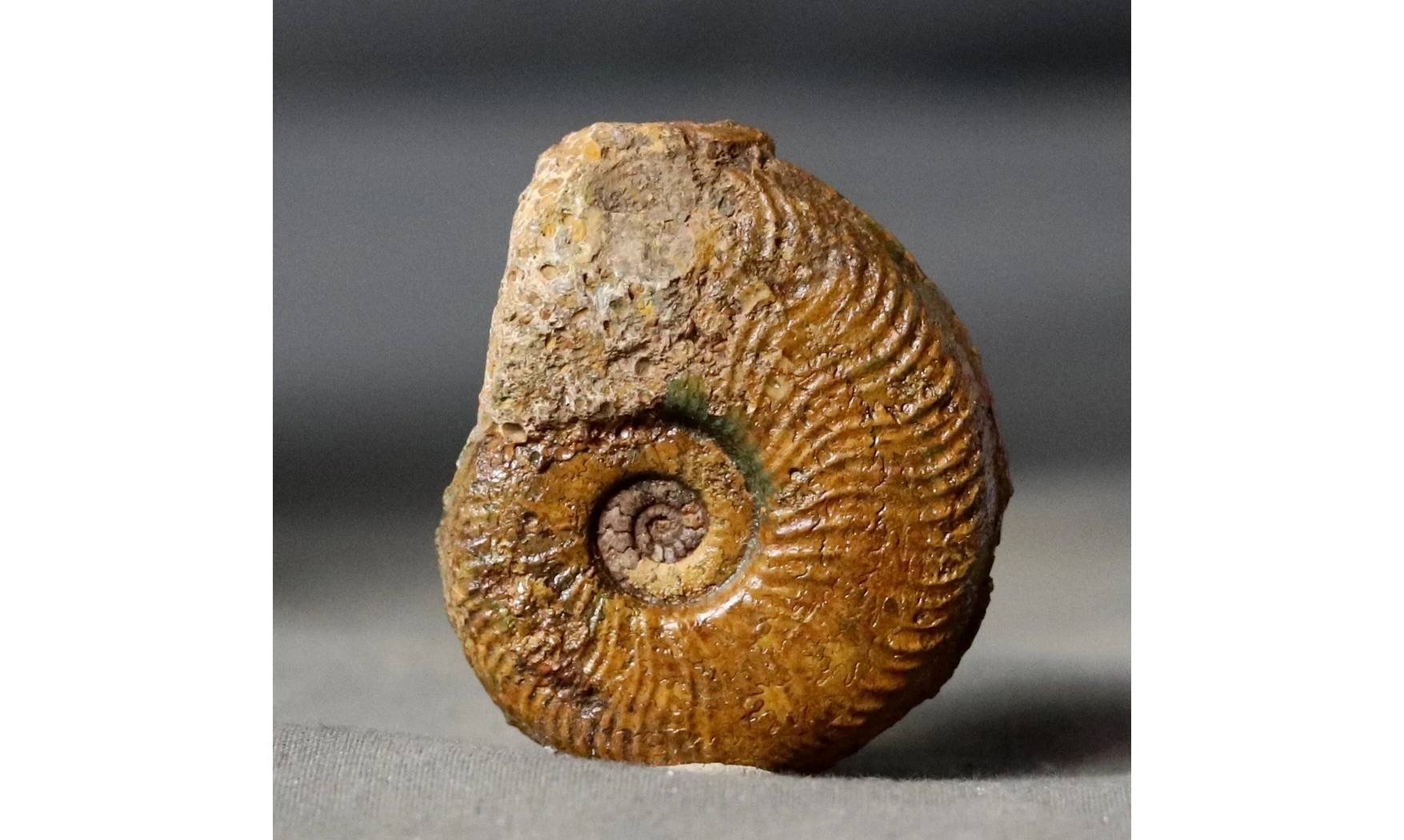 Pleydellia misera