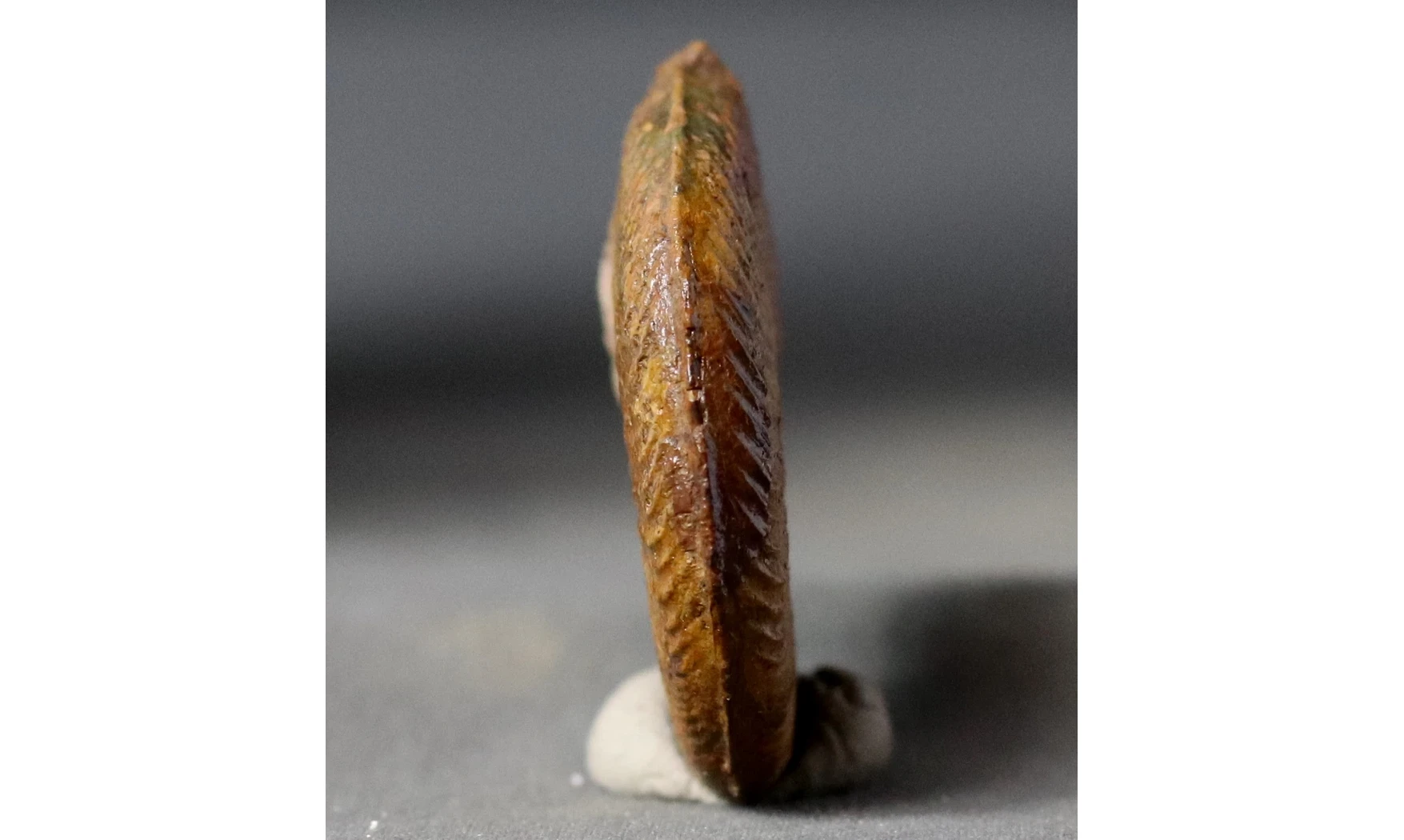 Pleydellia misera