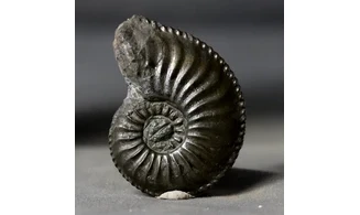 Amaltheus margaritatus