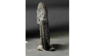 Amaltheus margaritatus