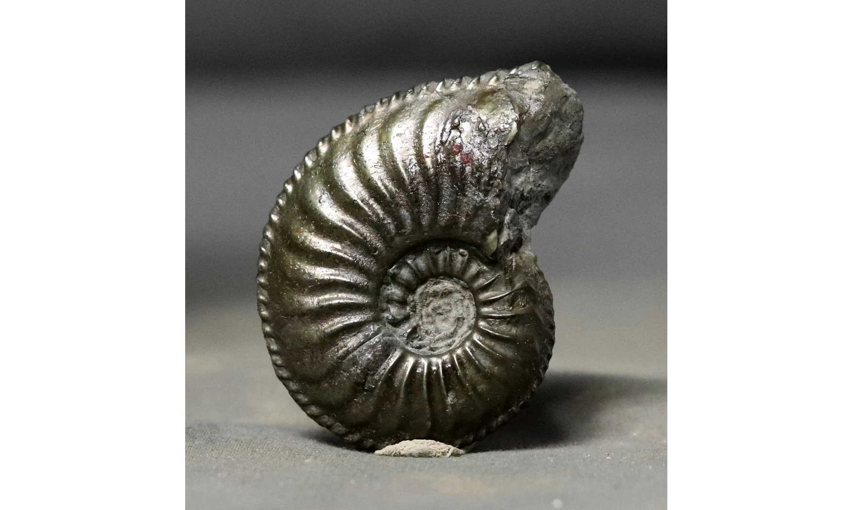 Amaltheus margaritatus