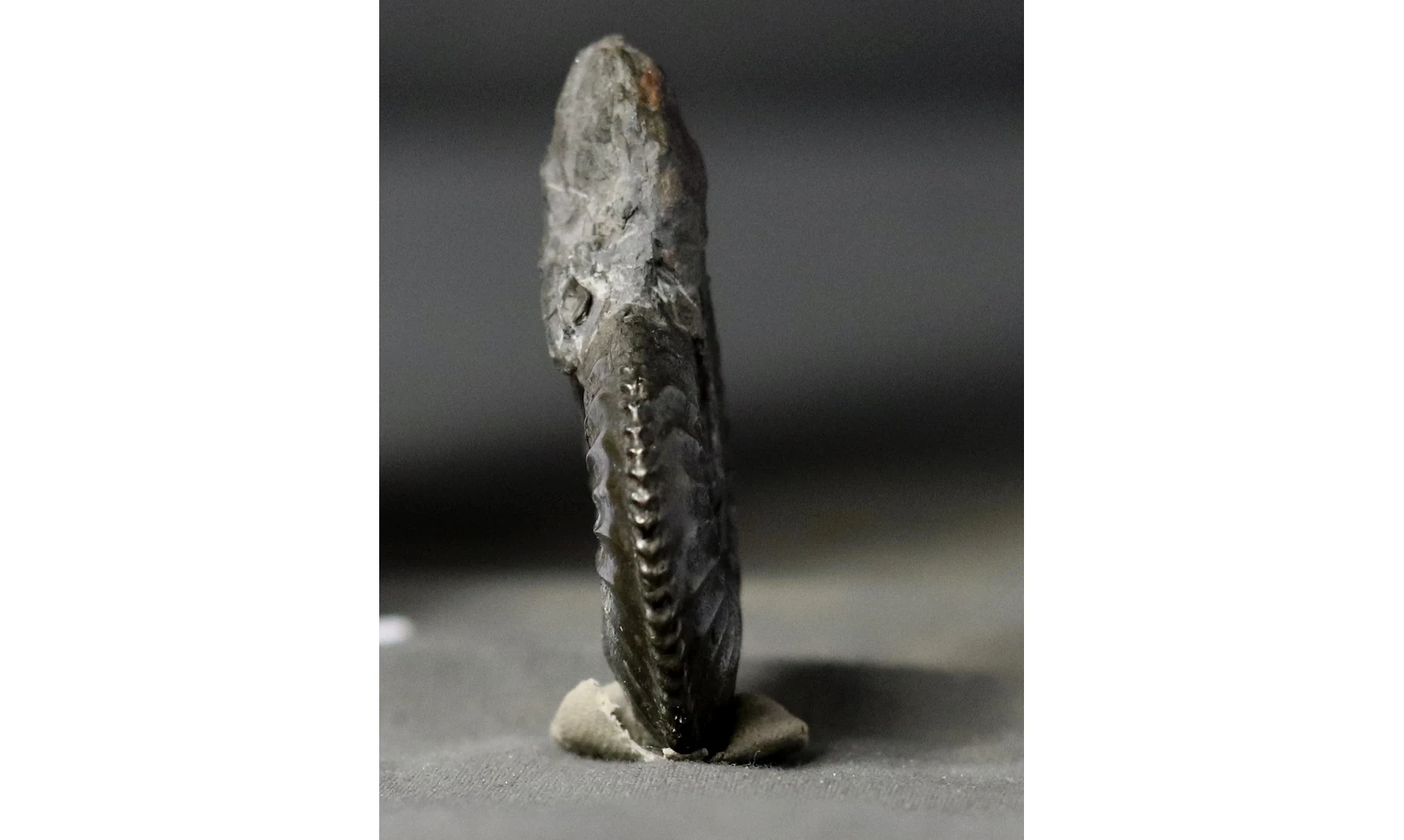 Amaltheus margaritatus
