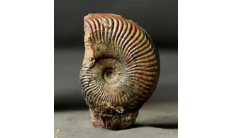 Pseudogrammoceras Fallaciosum