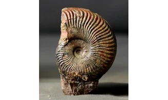 Pseudogrammoceras Fallaciosum