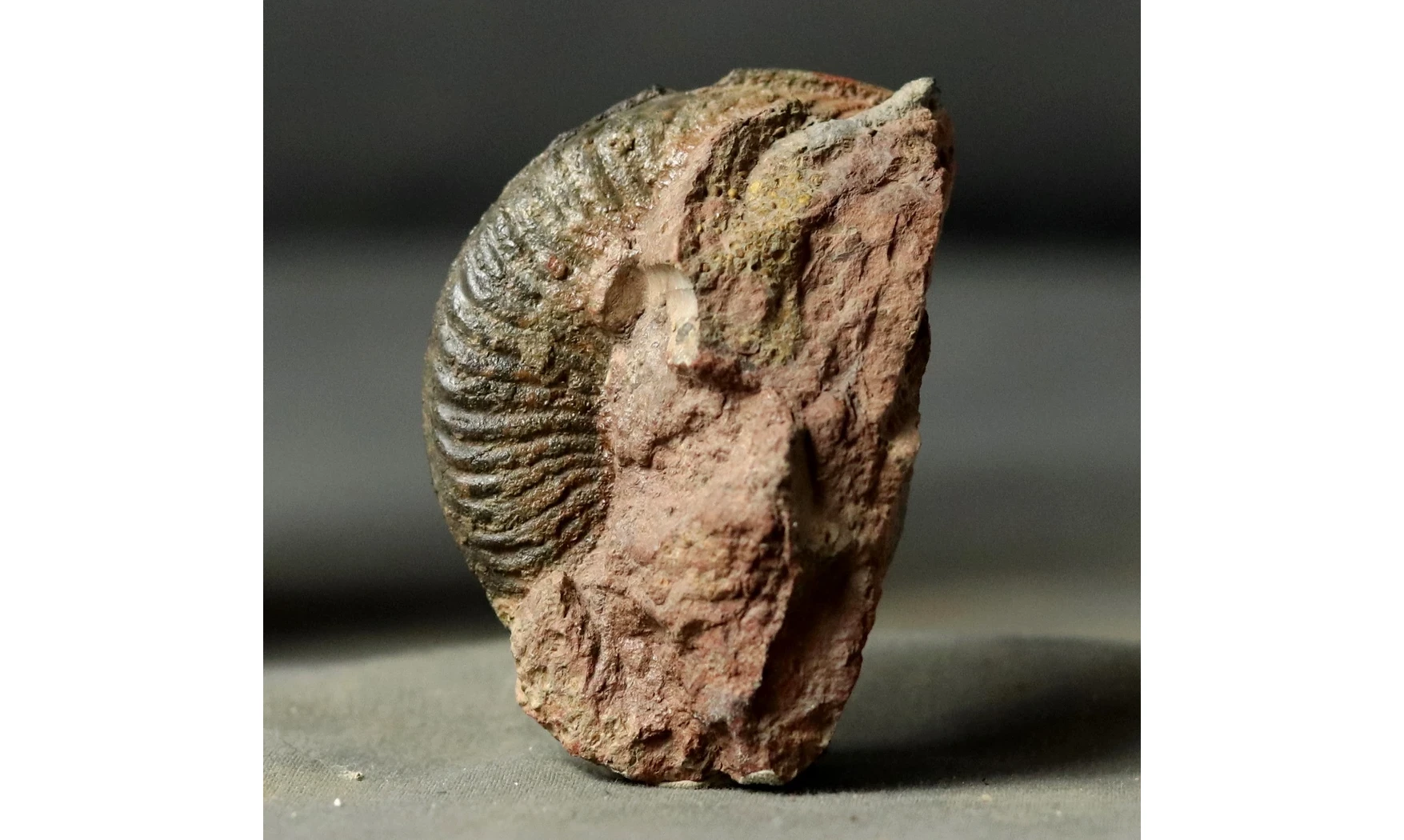 Pseudogrammoceras Fallaciosum