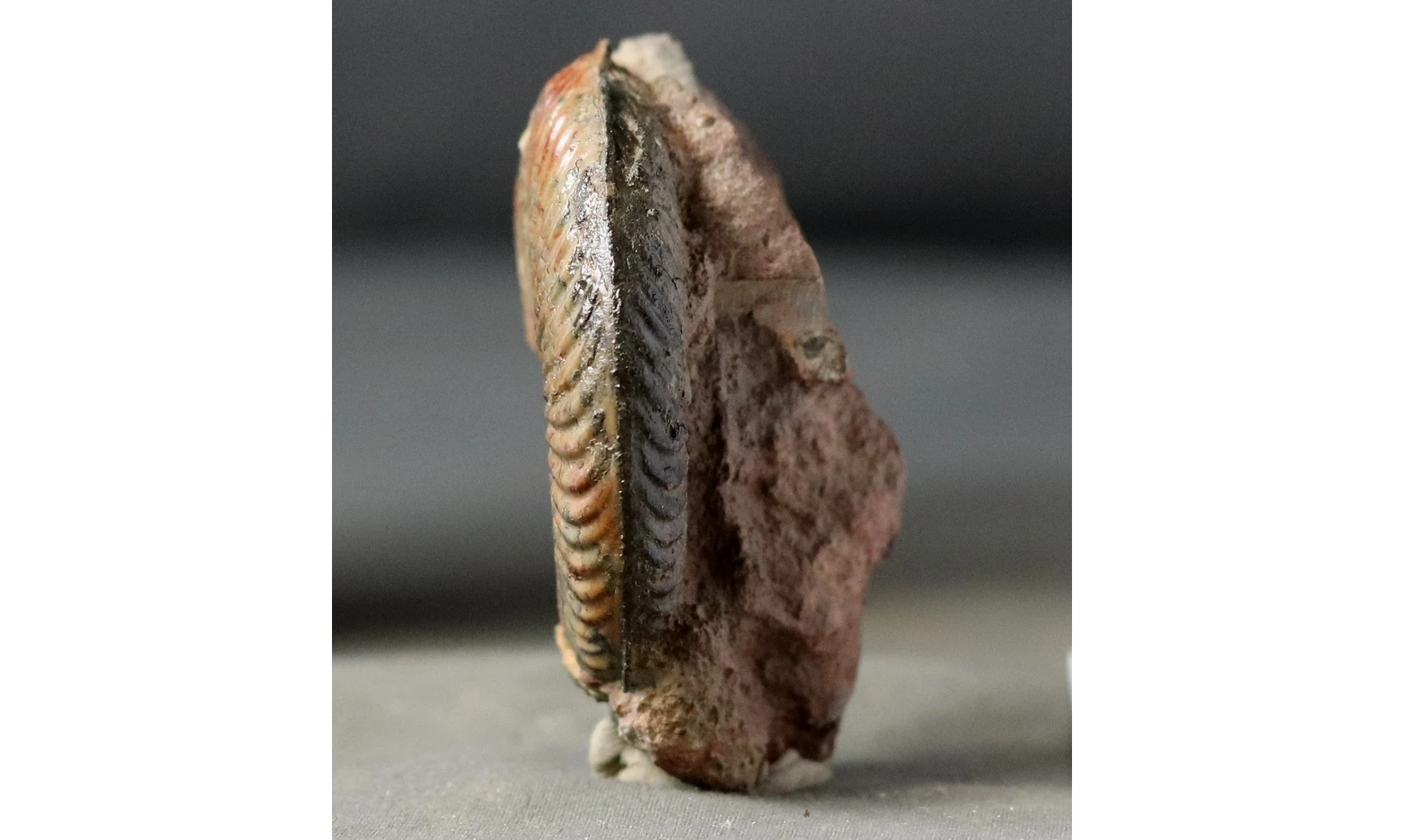 Pseudogrammoceras Fallaciosum