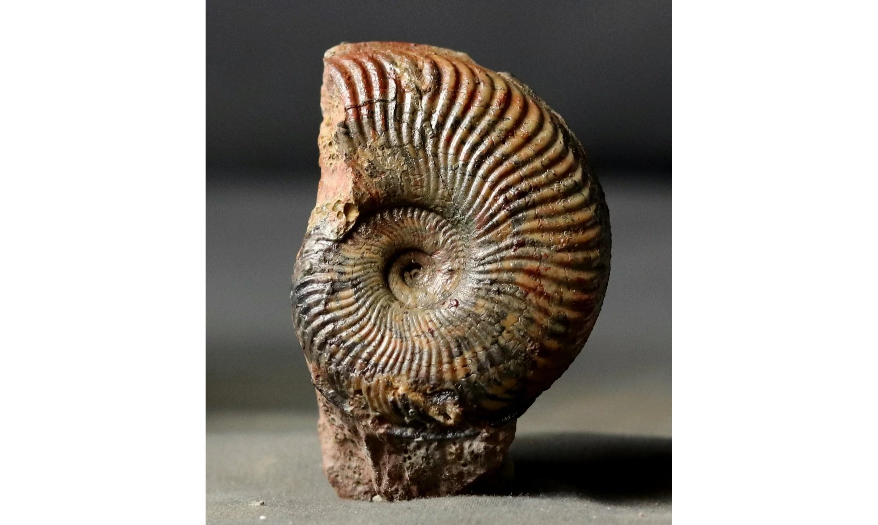 Pseudogrammoceras Fallaciosum