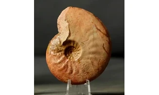 Leioceras crassicostatum
