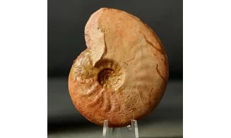 Leioceras crassicostatum
