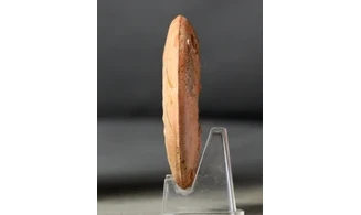 Leioceras crassicostatum