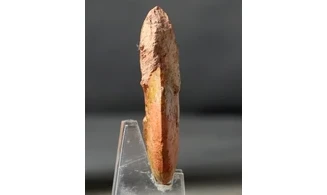 Leioceras crassicostatum