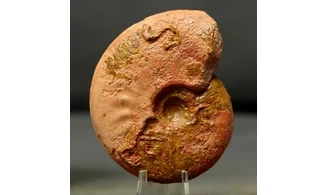 Leioceras crassicostatum
