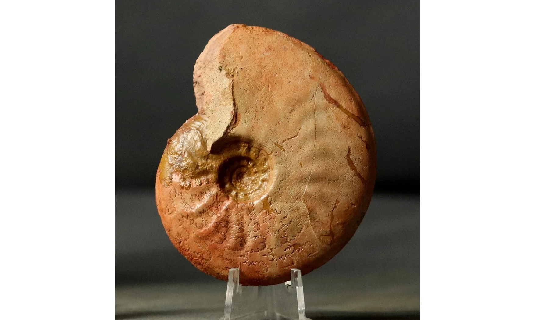 Leioceras crassicostatum