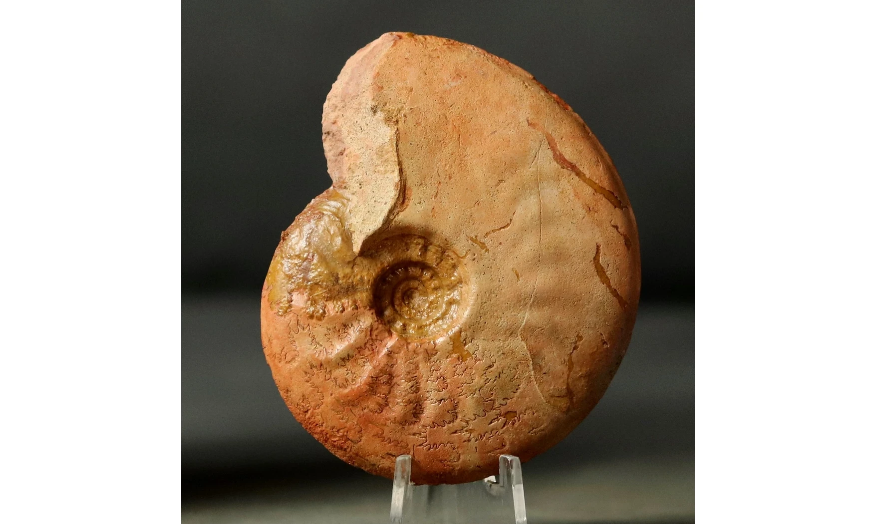 Leioceras crassicostatum