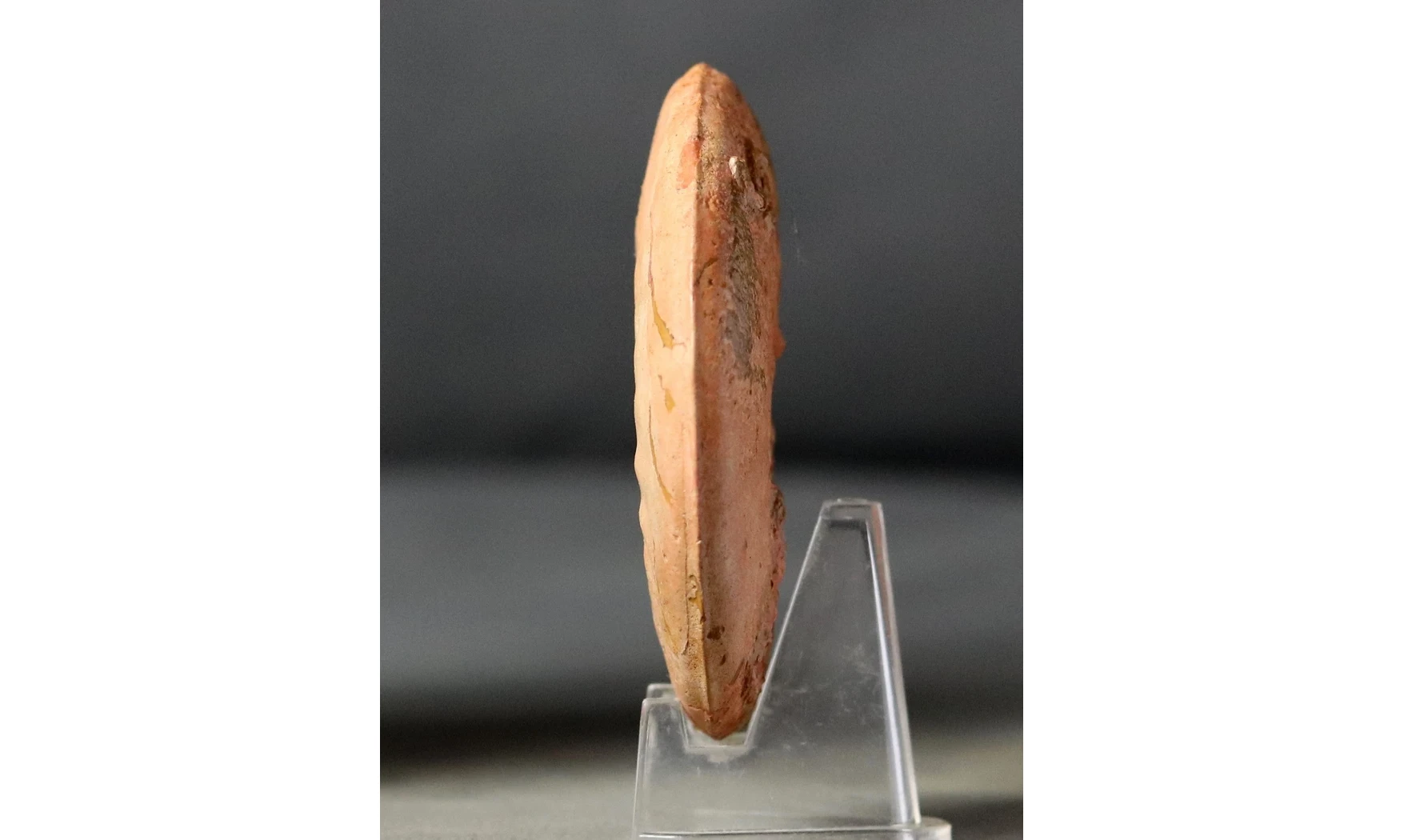 Leioceras crassicostatum