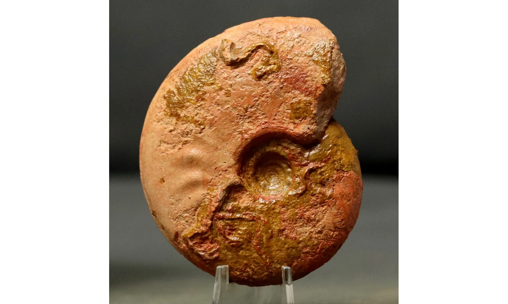 Leioceras crassicostatum