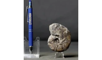 Sowerbyceras tortisulcatus