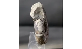 Sowerbyceras tortisulcatus