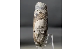 Sowerbyceras tortisulcatus