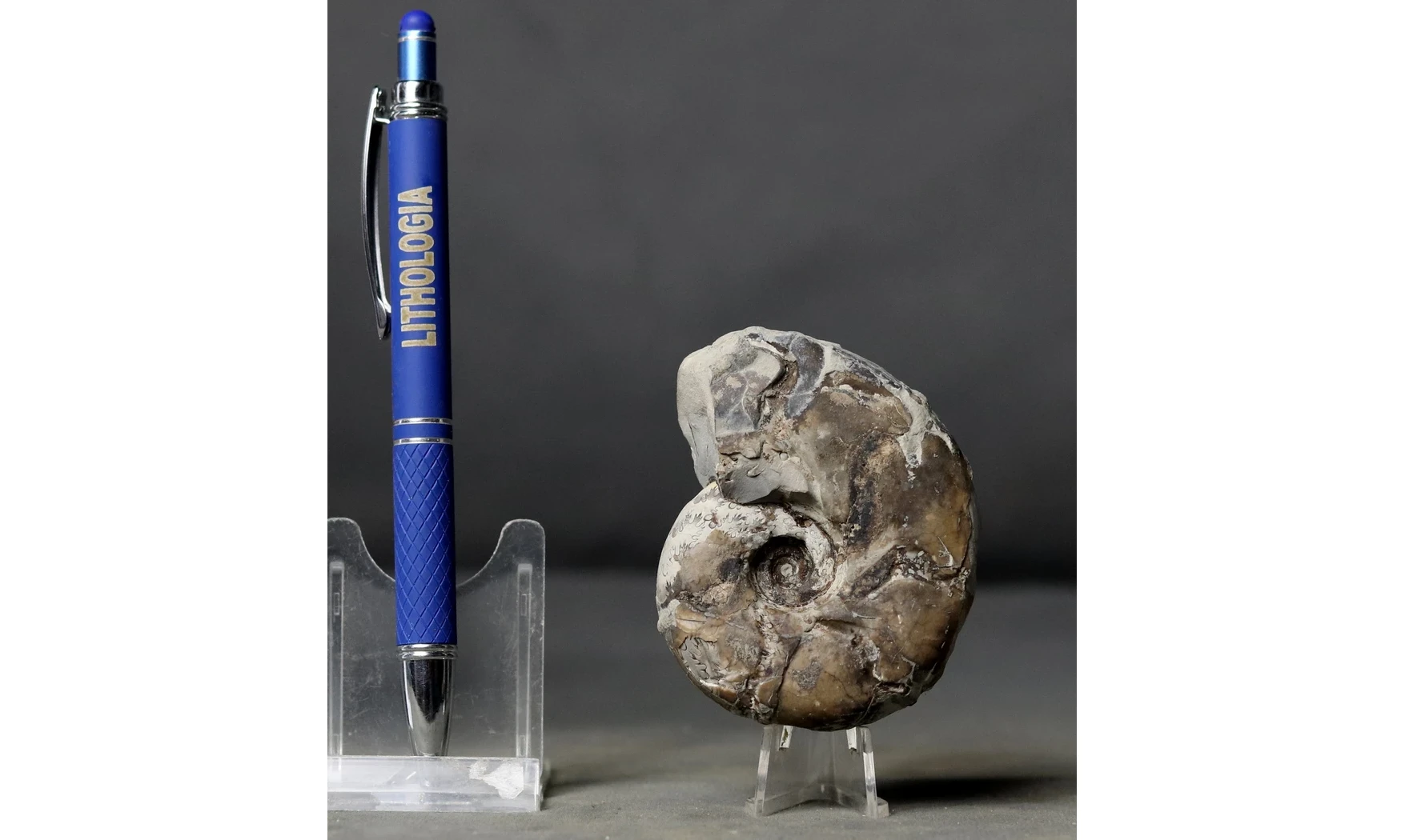 Sowerbyceras tortisulcatus