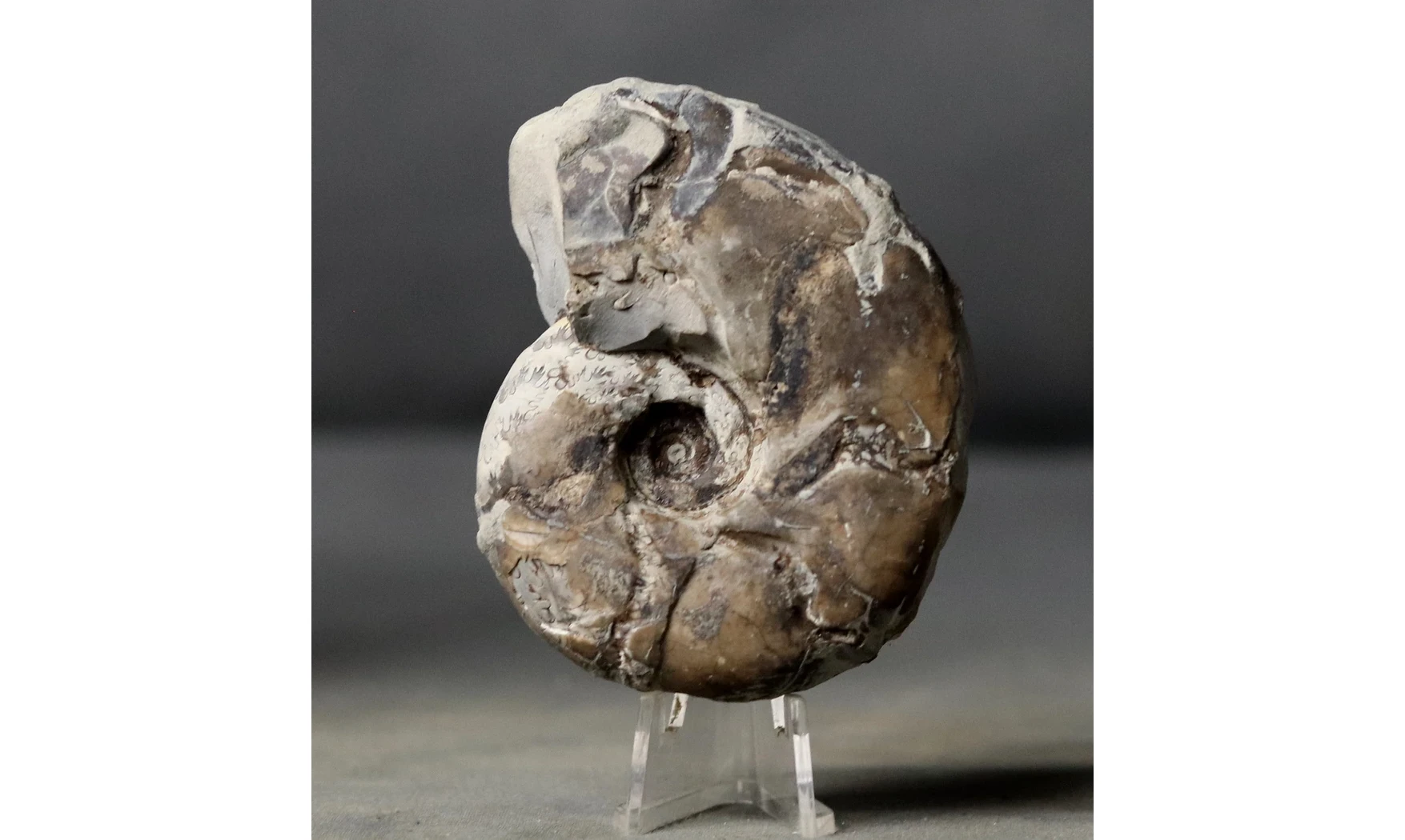 Sowerbyceras tortisulcatus