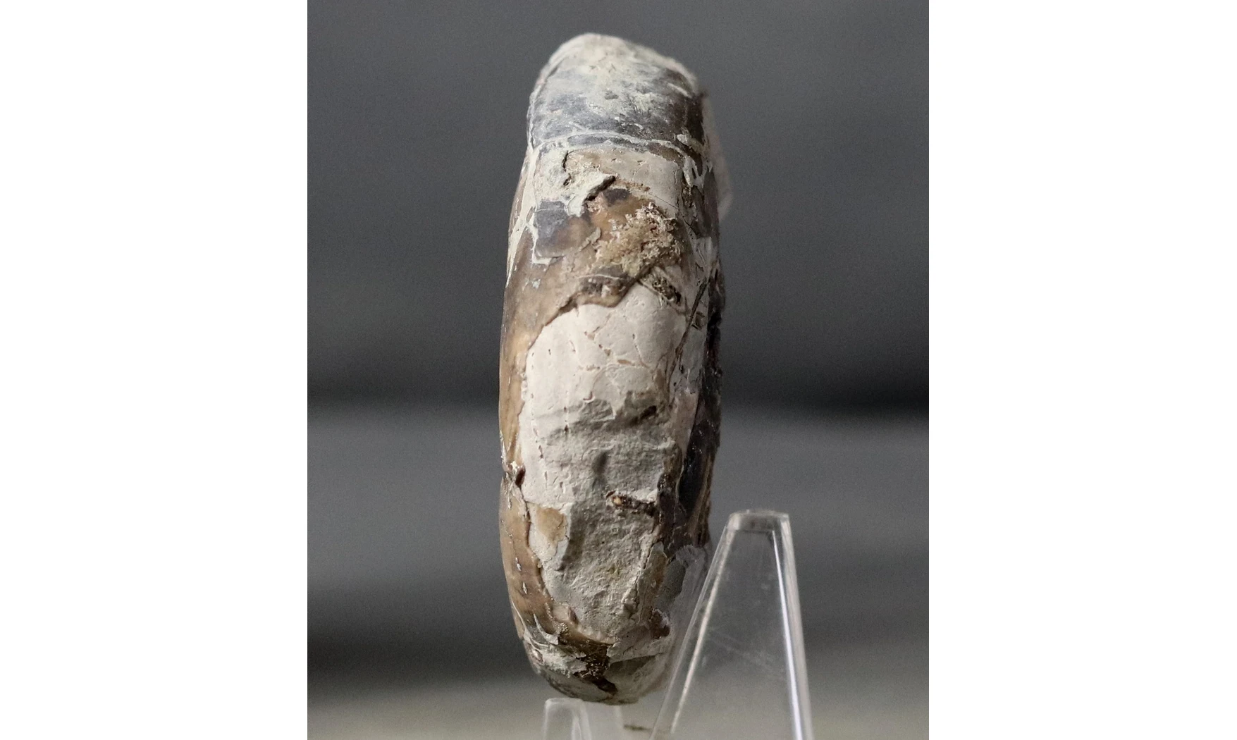 Sowerbyceras tortisulcatus