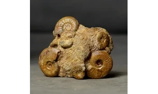 Pleydellia + Leioceras