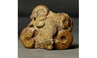 Pleydellia + Leioceras
