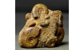 Pleydellia + Leioceras