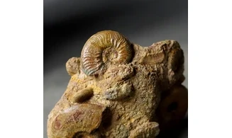 Pleydellia + Leioceras
