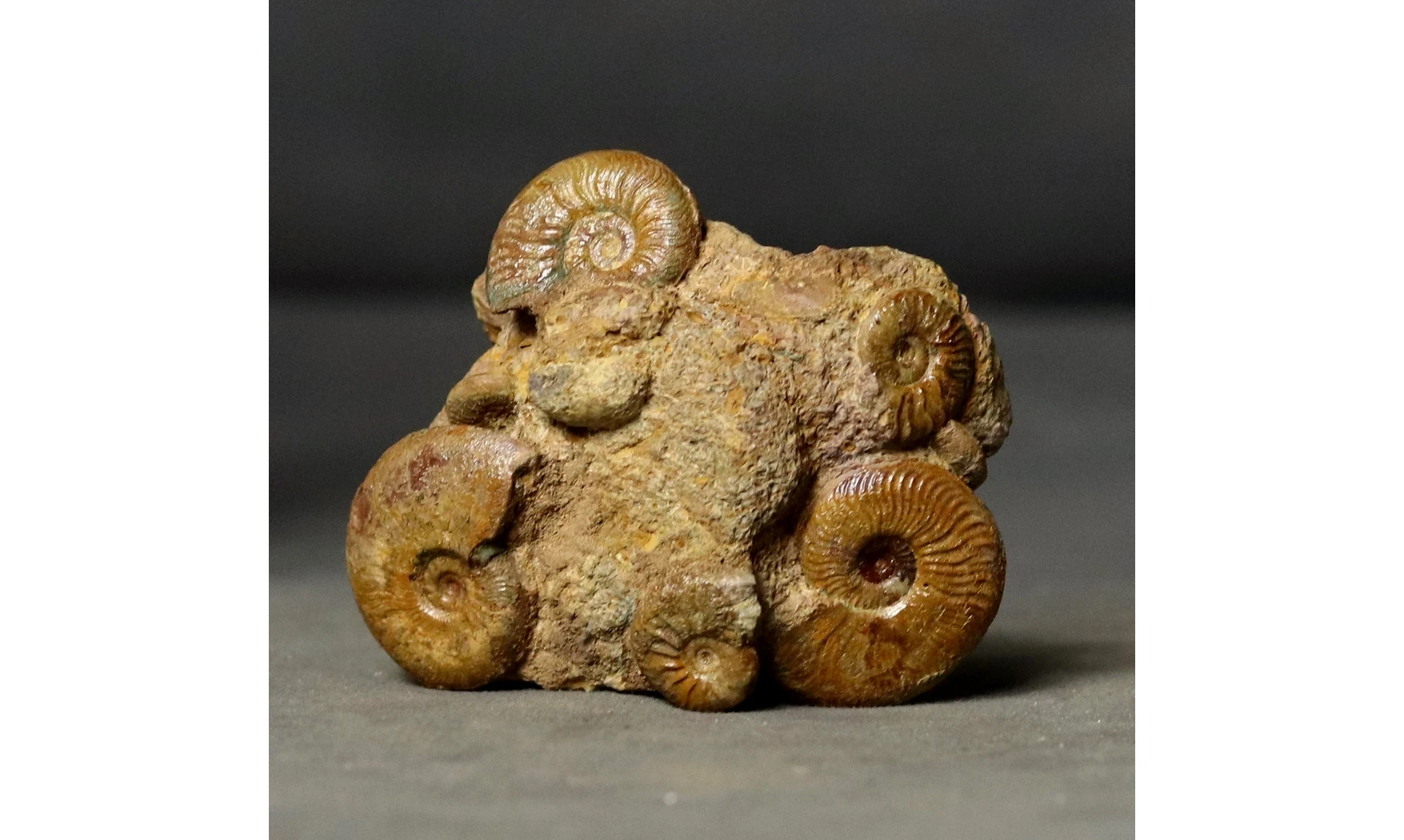 Pleydellia + Leioceras